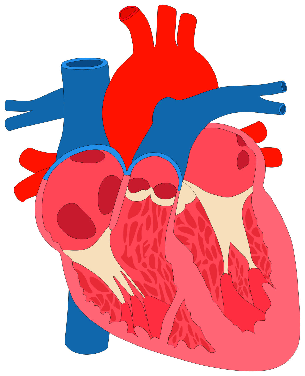 bigstock-Human-Heart-Muscle-Anatomy-cro-168919487-1200x1480.jpg