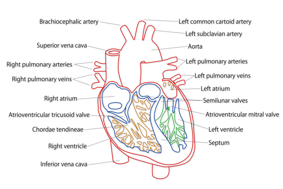 bigstock-Human-Heart-Structure-39422332-1200x800.jpg