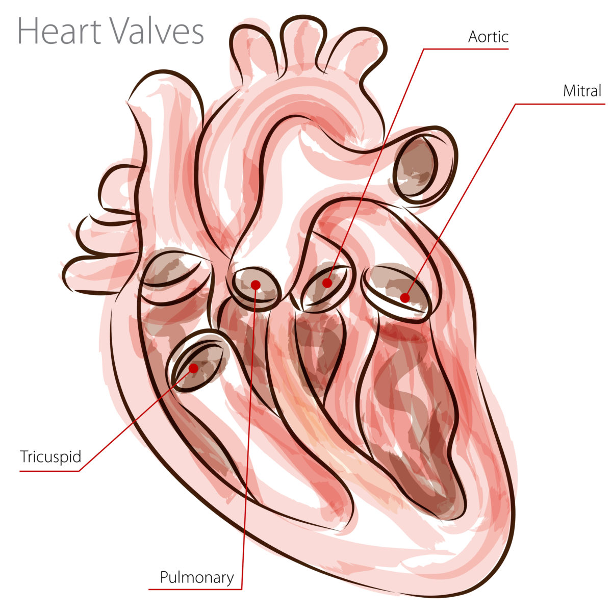bigstock-An-image-of-a-heart-valves-wat-31240406-1200x1200.jpg